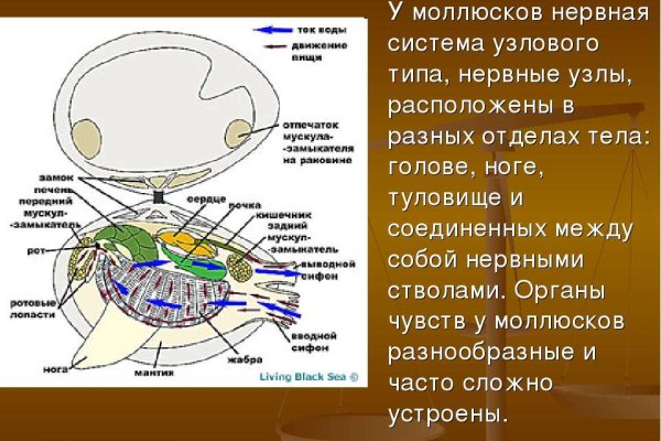Kraken пользователь не найден при входе